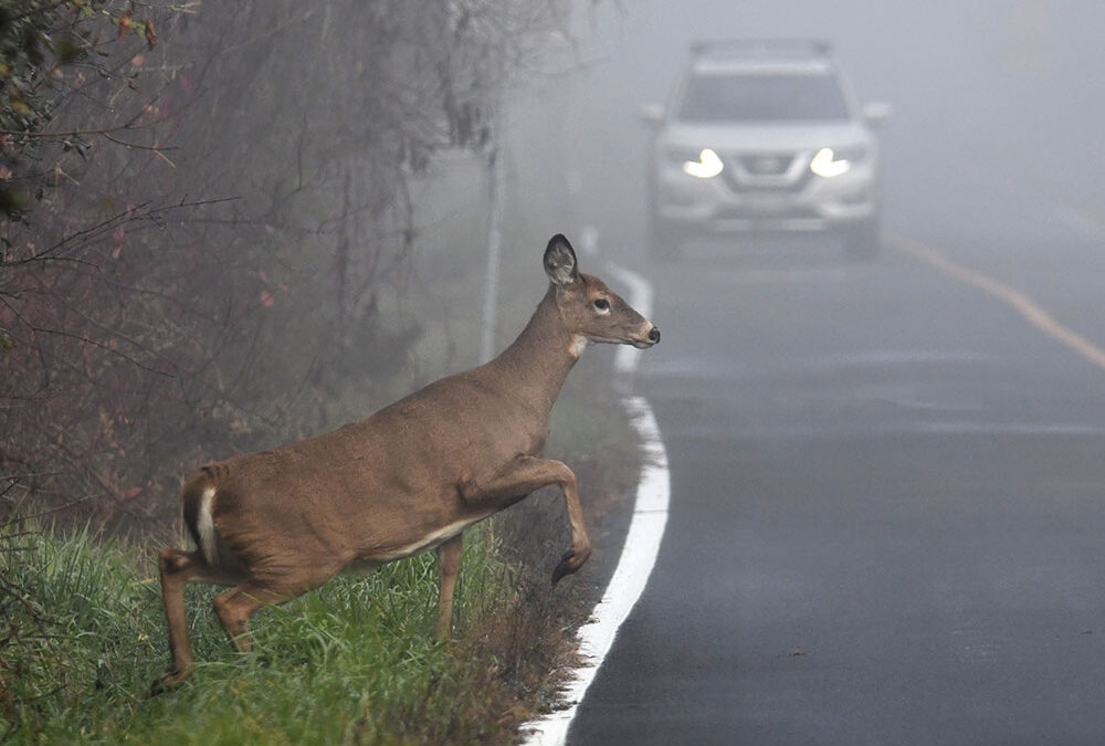 Wildlife Awareness: Heavy Duty Towing & Recovery in Brockton, MA