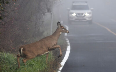 Wildlife Awareness: Heavy Duty Towing & Recovery in Brockton, MA